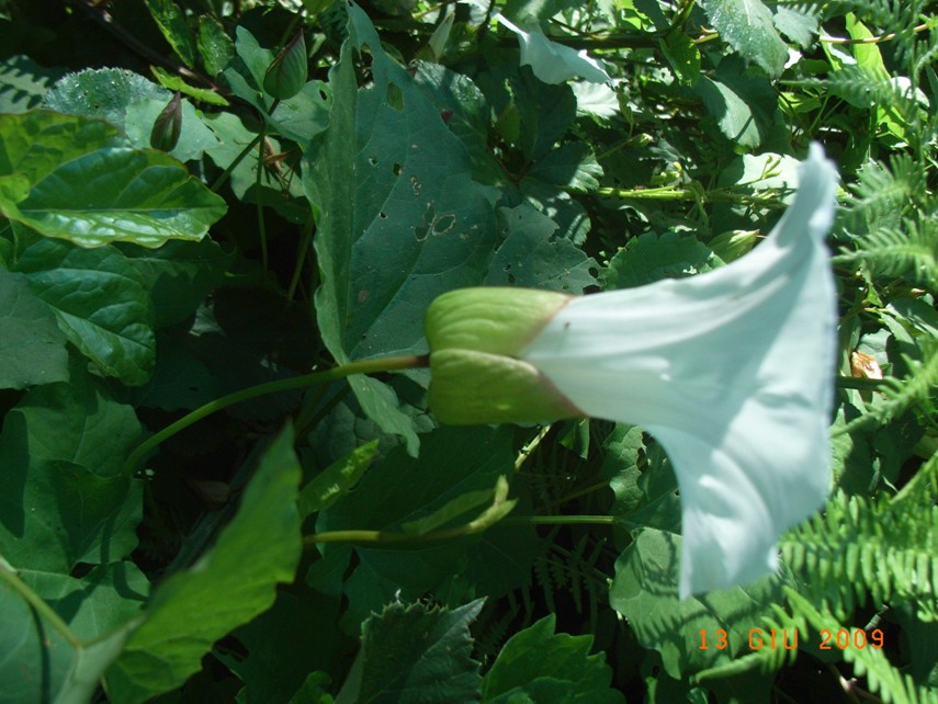 Convolvulus silvaticus (=Calystegia sylvatica) / Vilucchio maggiore